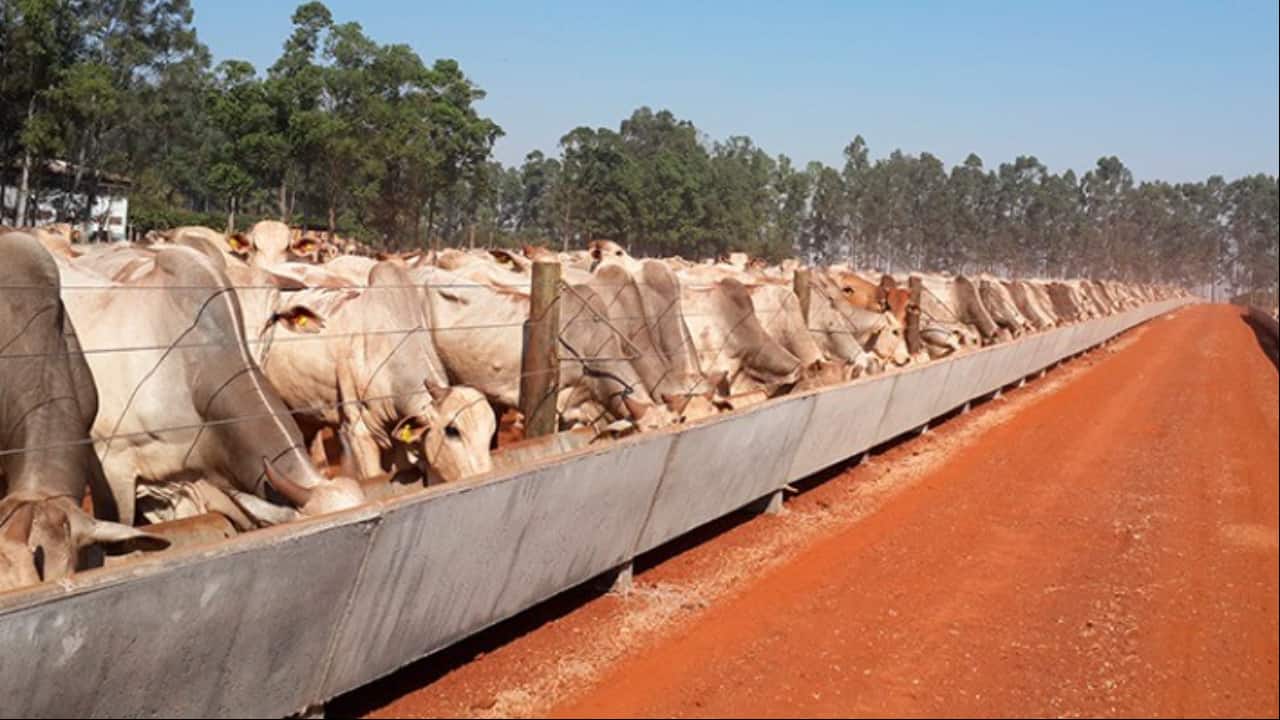 Oferta de bovinos terminados tem sido suficiente para atender a demanda dos frigoríficos.