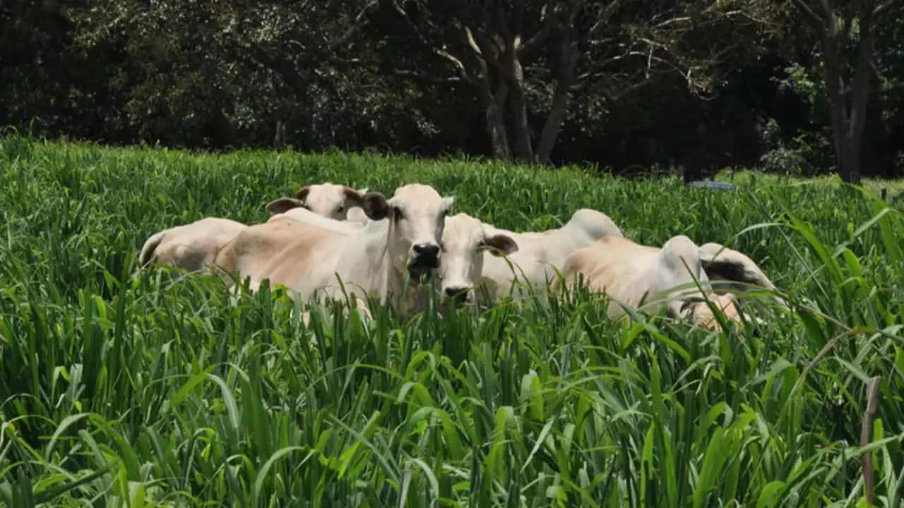 É ótima opção para a diversificação das pastagens além de ser resistente a nematoides. 