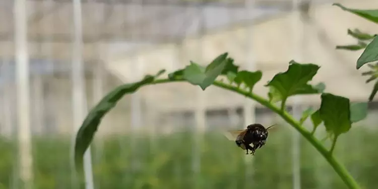 Pesquisadores selecionaram três espécies de abelhas-sem-ferrão para testar a polinização em culturas em ambientes protegidos.