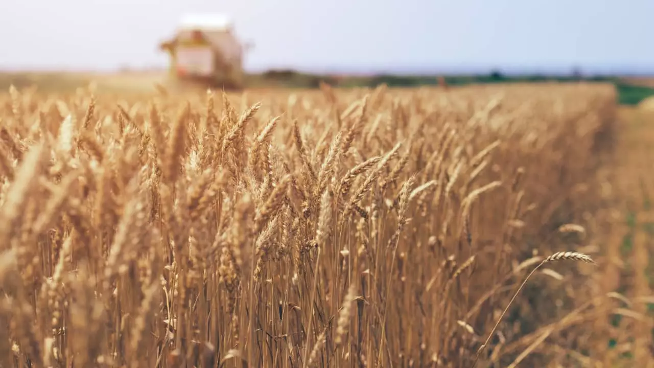 Produção nacional quintuplicou em 50 anos. 