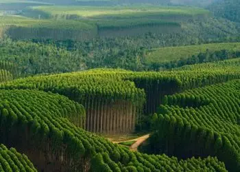 Setor florestal brasileiro bate recordes de produção e exportação.