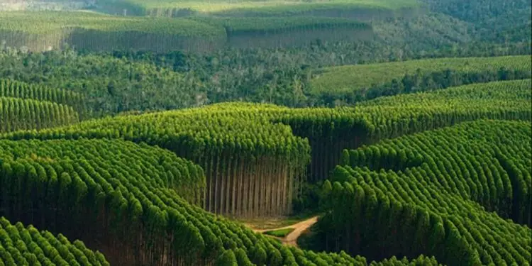 Setor florestal brasileiro bate recordes de produção e exportação.