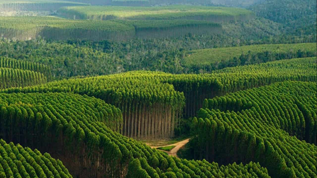 PIB de florestas plantadas atinge maior índice em 11 anos no Brasil