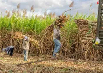 Setor gerou saldo de quase 6 mil empregos só em setembro deste ano.
