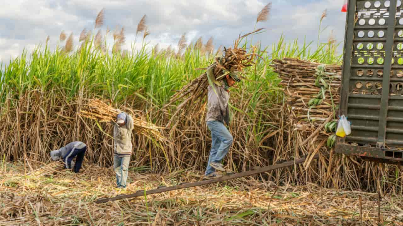 Agropecuária gerou mais mil empregos de janeiro a setembro