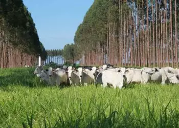 Sistemas integrados de produção têm balanço positivo nas emissões de gases de efeito estufa na Amazônia.