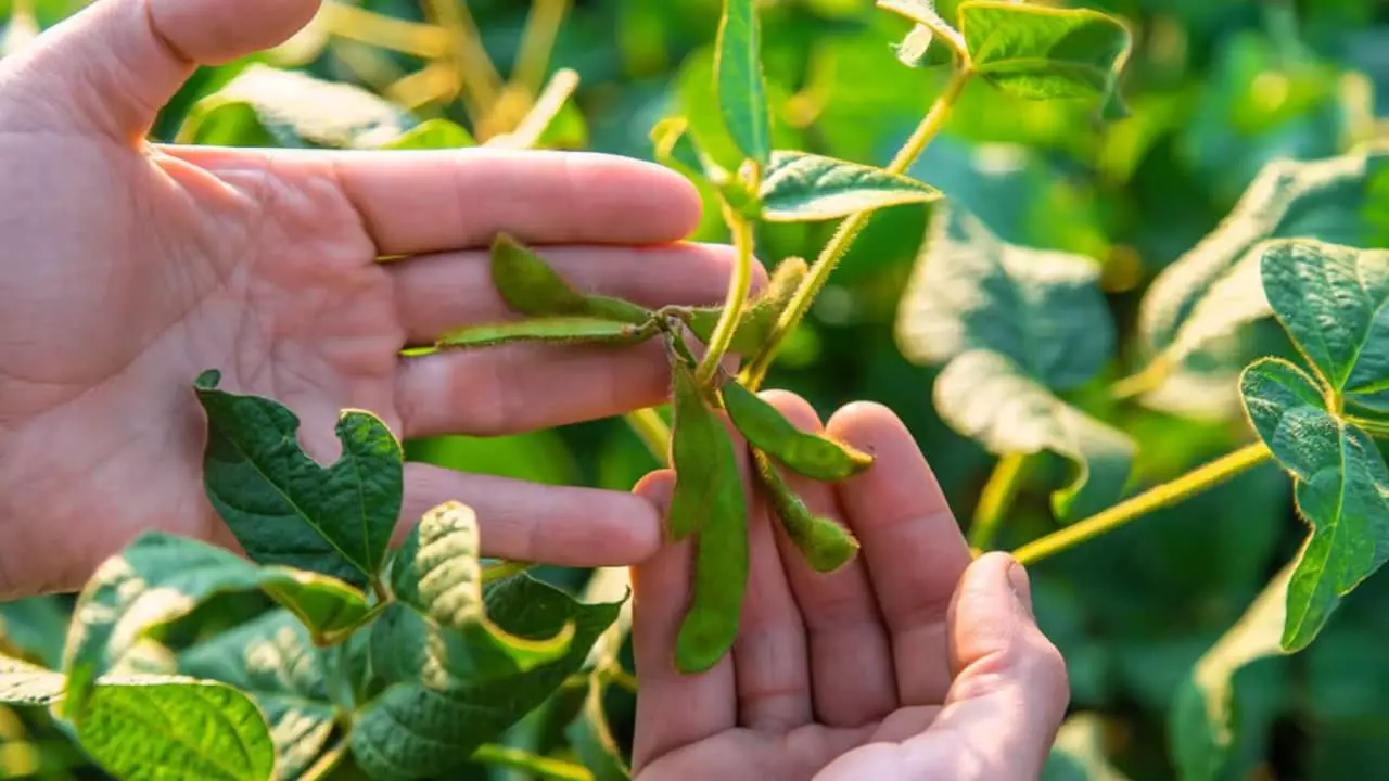 Valor é equivalente a uma economia de 2 sacas de soja por hectare. 