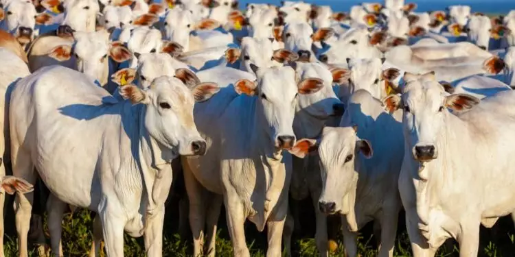 Valorização da dose para raça nelore foi de quase 7%.