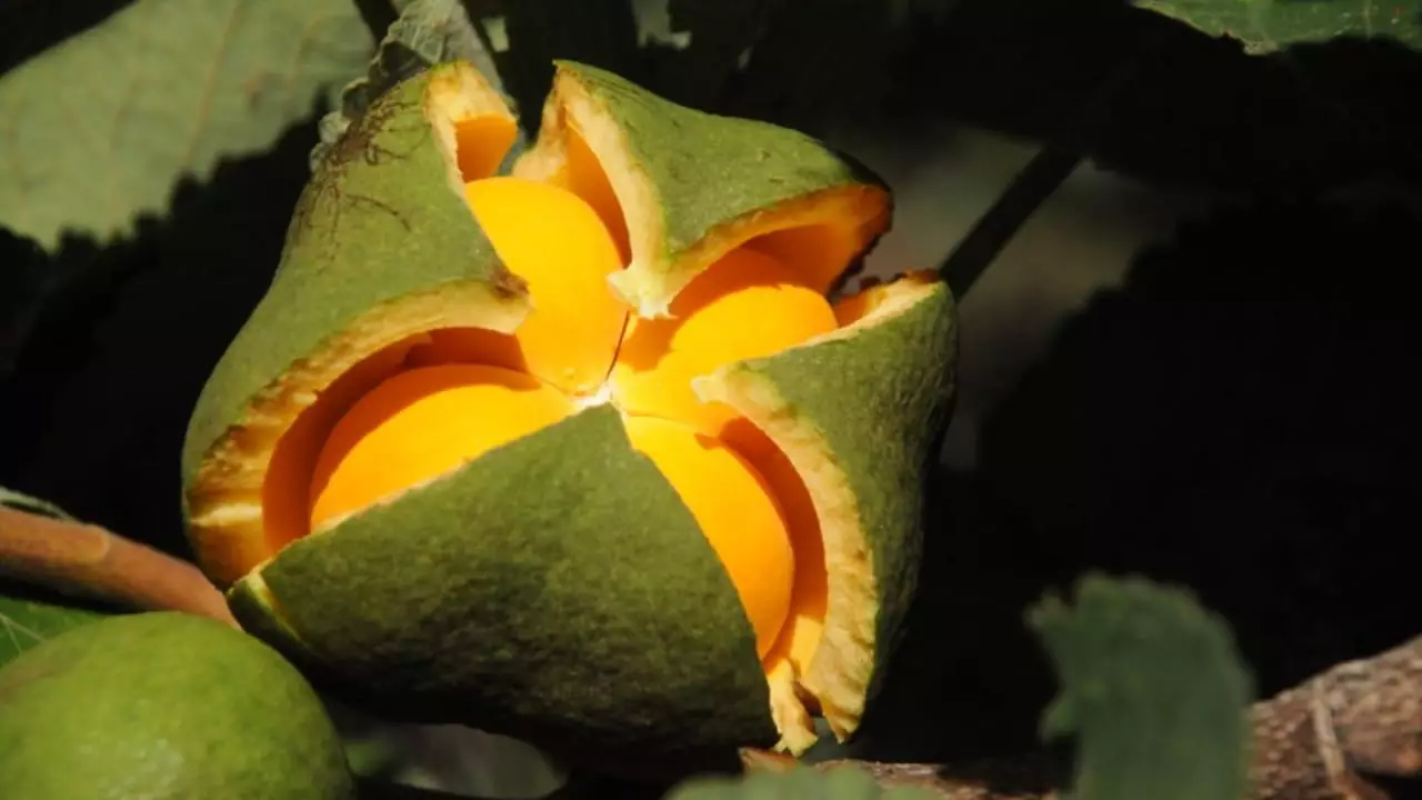 Variedades de pequi sem espinhos tem aptidão para culinária e indústria. 