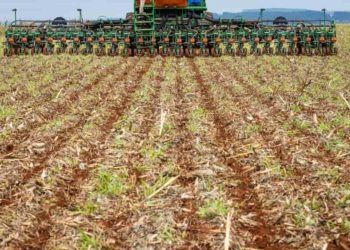 Agrodefesa busca no Ministério da Agricultura a extensão de 10 dias da semeadura.