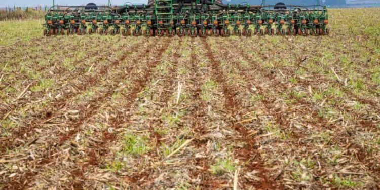 Agrodefesa busca no Ministério da Agricultura a extensão de 10 dias da semeadura.