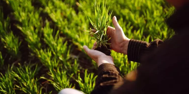 Agronegócio brasileiro gera quase sete mil vagas de emprego em outubro 1 Agronegócio brasileiro gera quase sete mil vagas de emprego em outubro