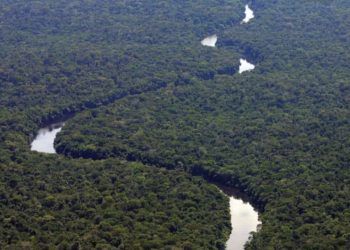 Amazônia registra maior queda do desmatamento no ano em novembro