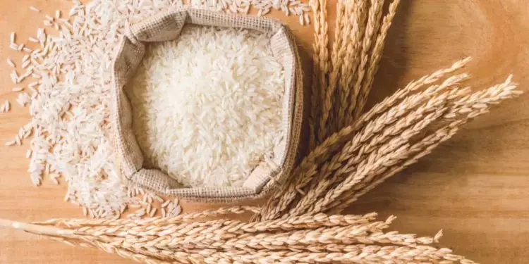 Arroz brasileiro conquista espaço no mercado queniano