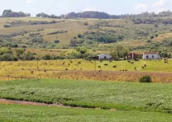 Bioma Pampa já perdeu 2,9 milhões de hectares de sua vegetação; diz estudo