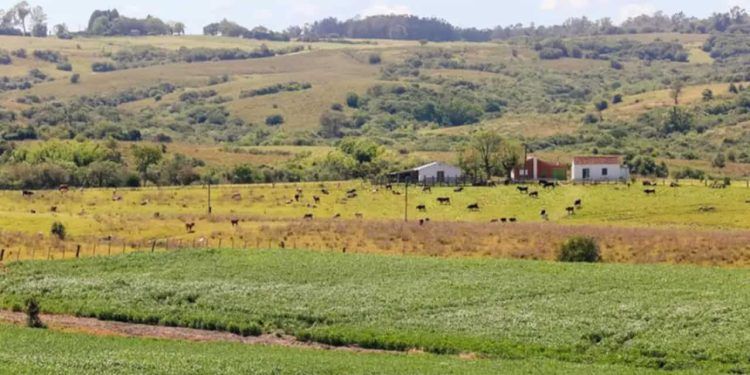 Bioma Pampa já perdeu 2,9 milhões de hectares de sua vegetação; diz estudo