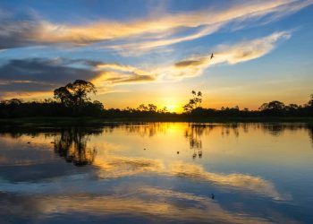 Brasil e Alemanha lançam projeto para fomentar a sustentabilidade na Amazônia