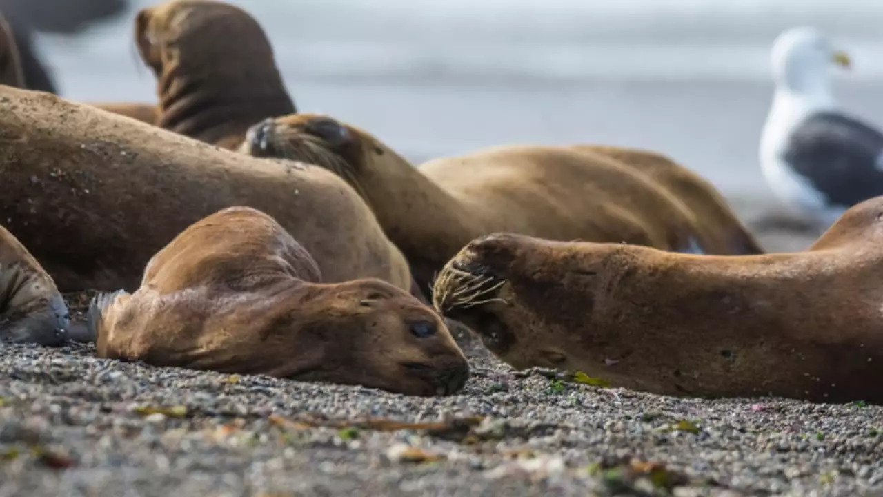 Brasil registra 150 casos de gripe aviária em animais silvestres e domésticos. 