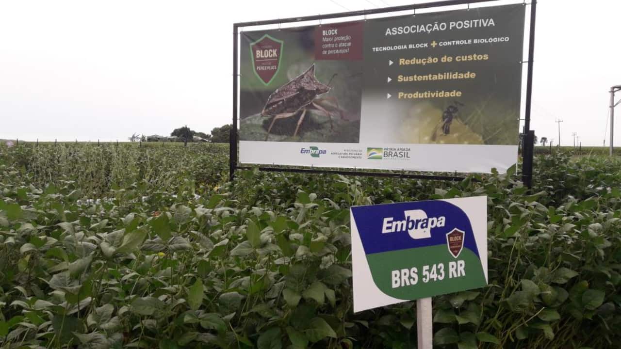 Embrapa lançou a Tecnologia Block em cultivares de soja para estabilizar produção. 