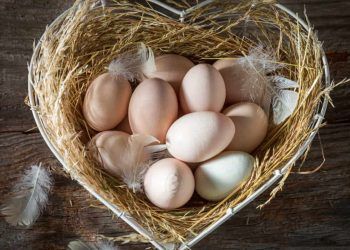 Exportações ovos crescem quase 100% em novembro de 2023; confira ranking