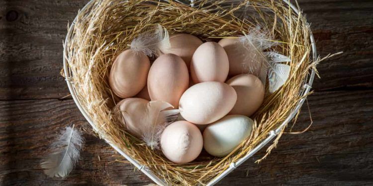 Exportações ovos crescem quase 100% em novembro de 2023; confira ranking