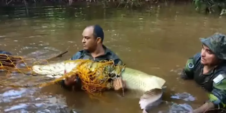 Guarda Metropolitana Ambiental resgata peixe da espécie pirarucu, em Palmas 1 Guarda Metropolitana Ambiental resgata peixe da espécie pirarucu, em Palmas