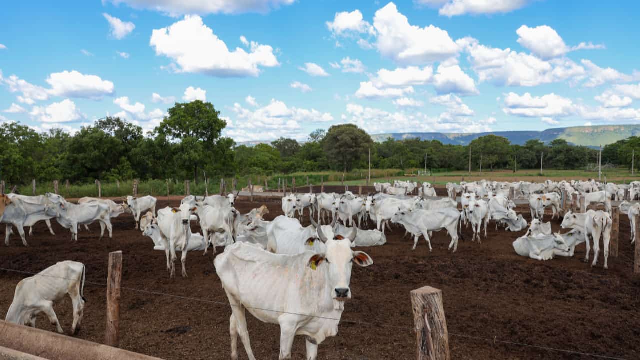 Maus tratos: Polícia encontra 30 cabeças de gado mortas em fazenda de Palmas. Foto: Dovulgação 