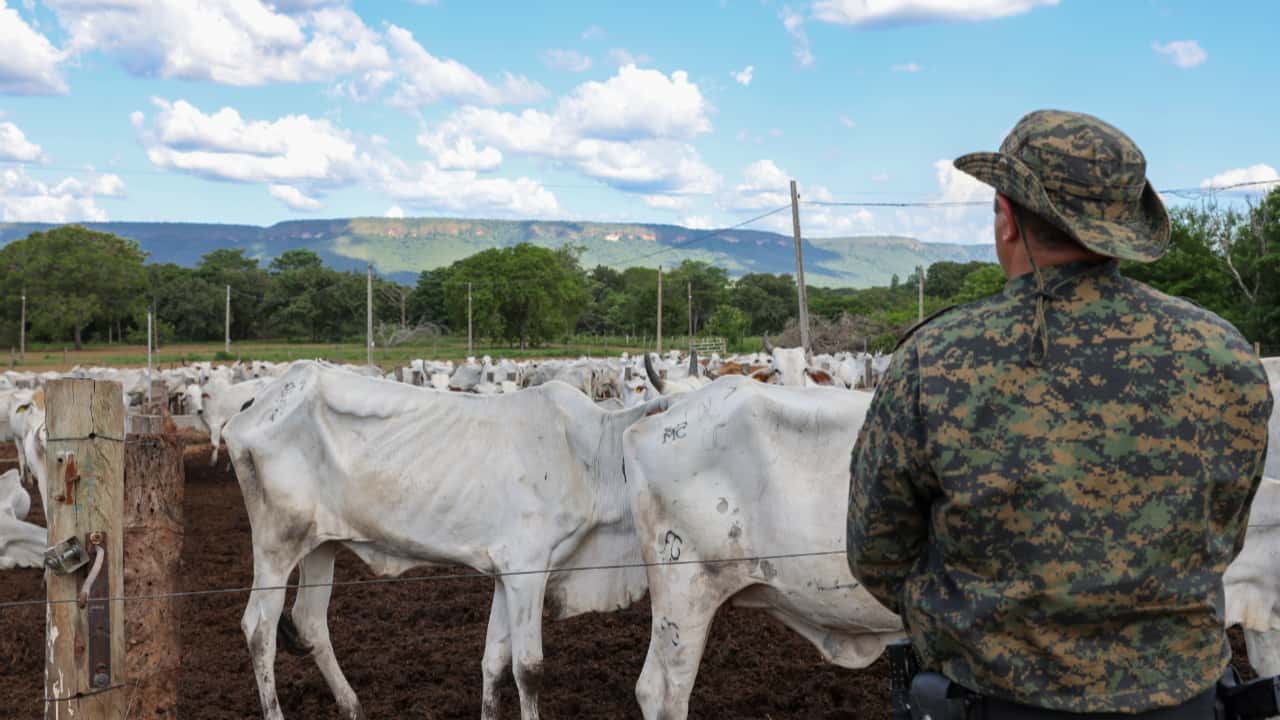 GPM de Palmas encontra 30 cabeças de gado mortas em fazenda de Palmas. Foto: Divulgalção