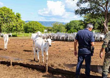 GPM encontra 30 cabeças de gado mortas em fazenda de Palmas
