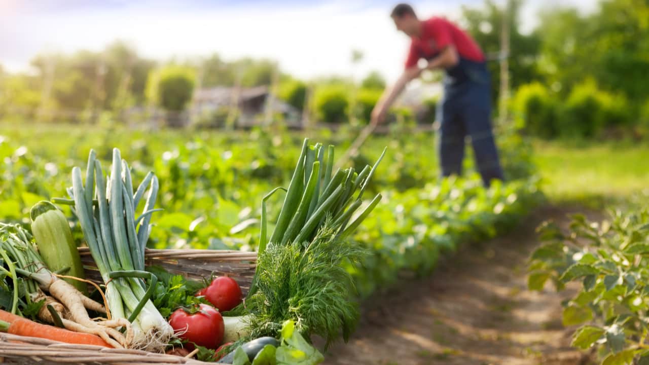 Programa para Agricultura Orgânica terá aumento de 2.400% em recursos. 