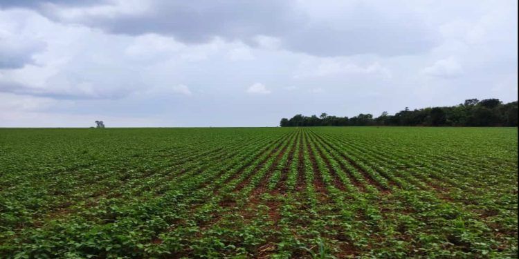 Com 90% da área semeada, produtor de soja deve encerrar plantio dia 15, no Tocantins