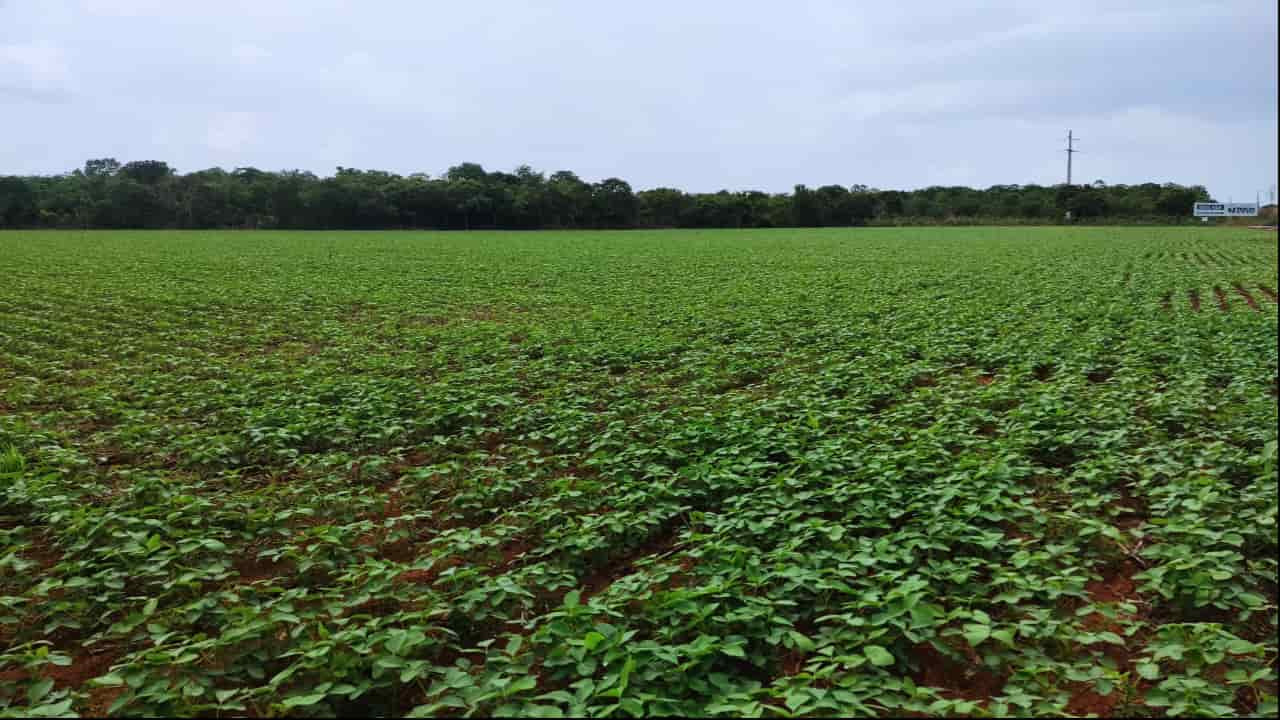 Tocantins: Com 90% de área semeada de soja produtor deve encerrar plantio no dia (15/12). Foto: Antônio Neves/Agro2 