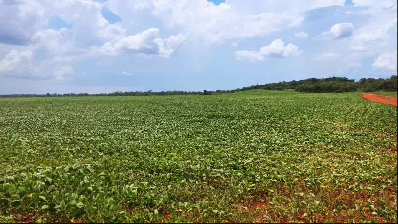 Tocantins: Com 90% de área semeada de soja produtor deve encerrar plantio no dia (15/12). Foto: Antônio Neves/Portal Agro2 