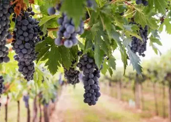 VBP da agropecuária deve atingir R$ 1,159 trilhão em 2023; veja produtos