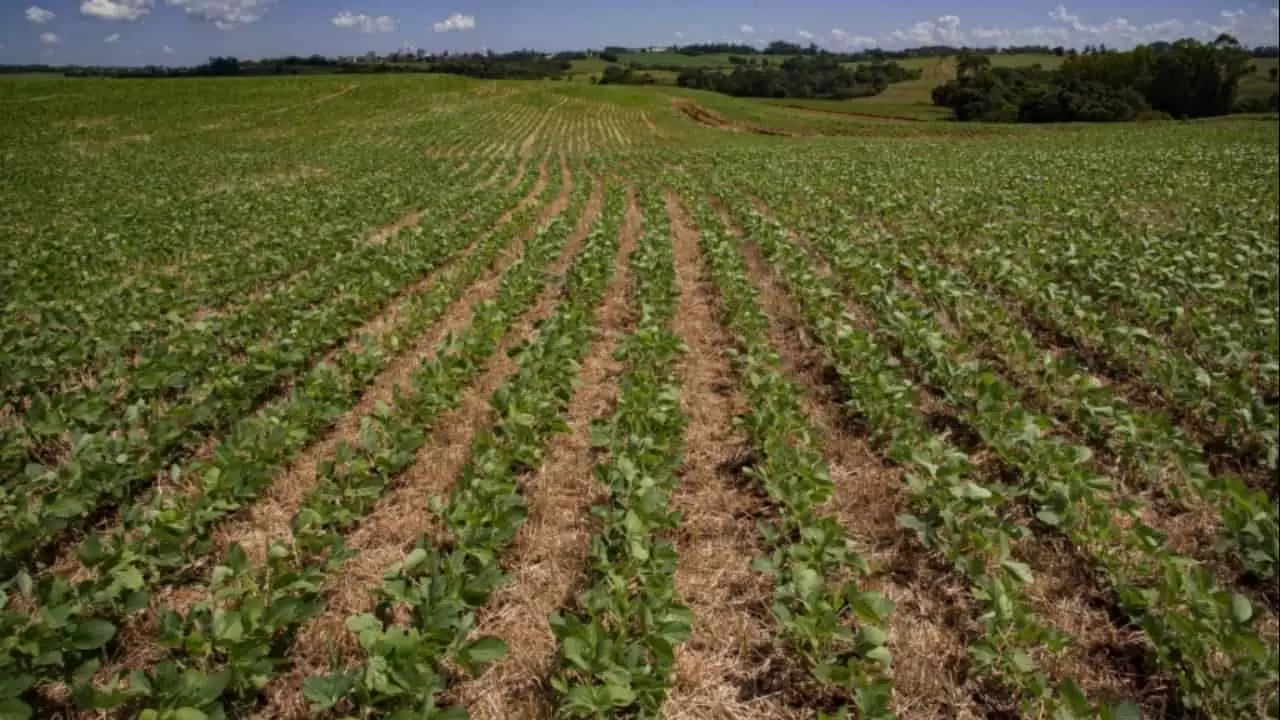 Variação negativa da safra de soja na Bahia reflete em todo o Matopiba. Foto: Reprodução