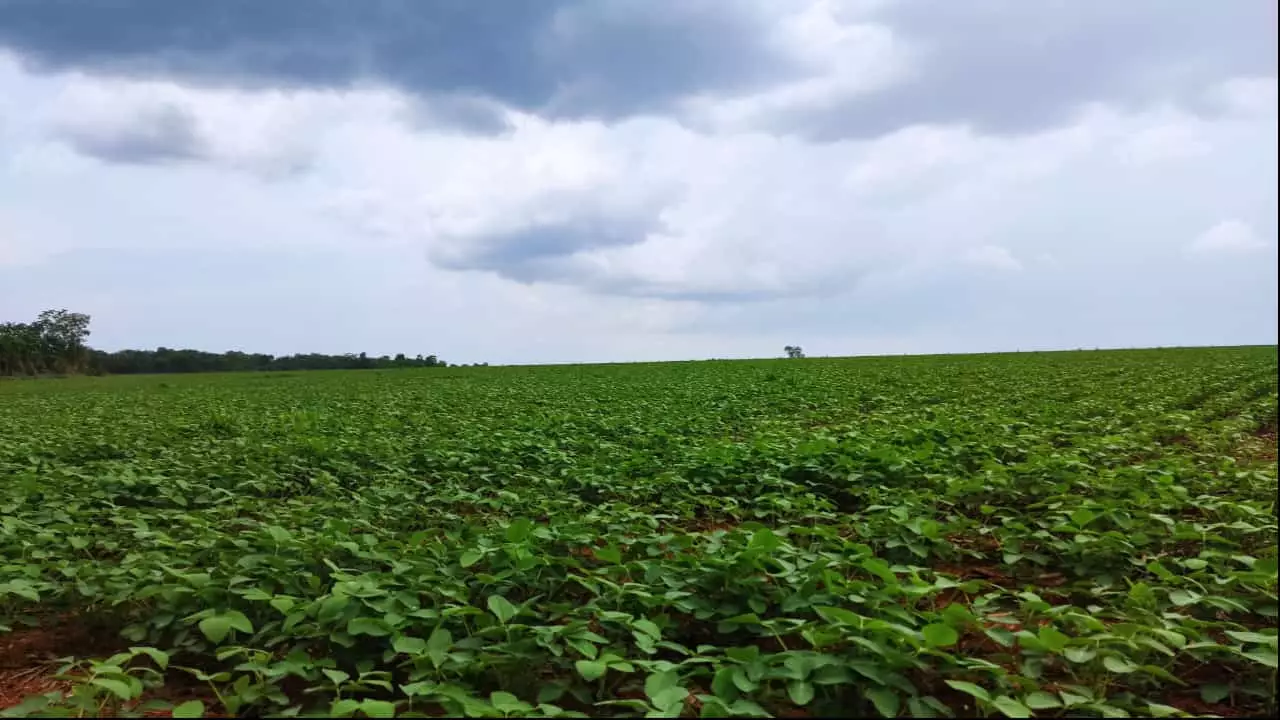 Variação negativa da safra de soja na Bahia reflete em todo MATOPIBA. Foto: Antônio Neves/Agro2