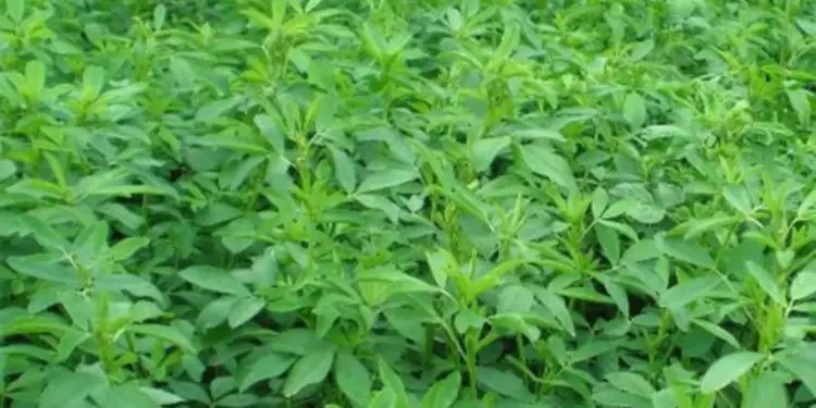 Veja como plantar alfavaca e os tipos de doença que o consumo da planta previne
