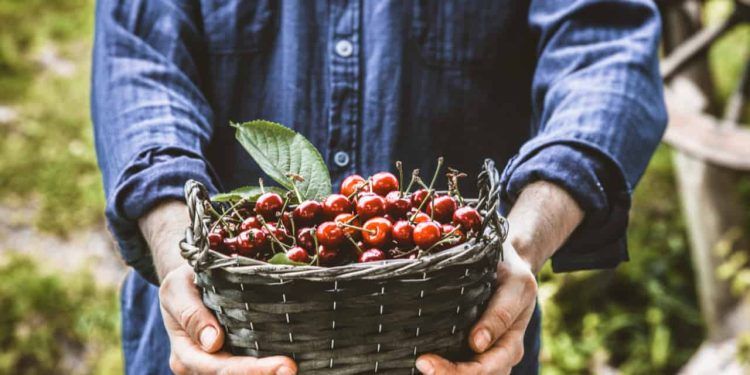 Veja como plantar muda de cereja em casa e os benefícios da fruta para a saúde