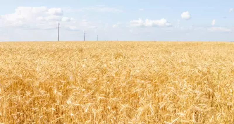 Brasil conquista quase 2 mil startups do agronegócio em 2023; veja setores 2 Agronegócio