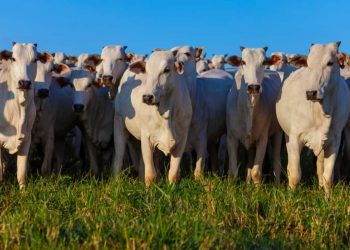 Abate de bovinos é o maior em 26 anos da pecuária de corte do Brasil.