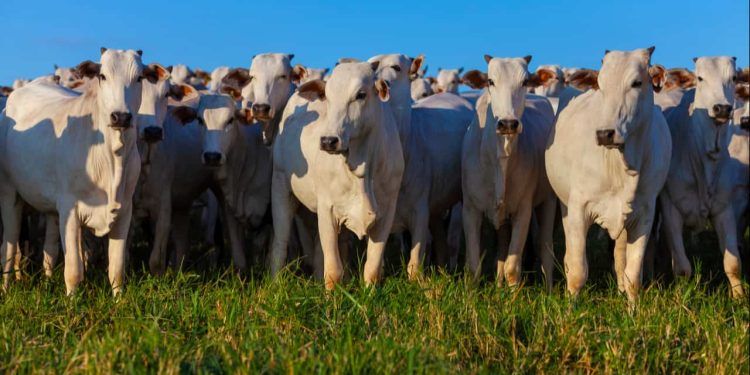 Abate de bovinos é o maior em 26 anos da pecuária de corte do Brasil.