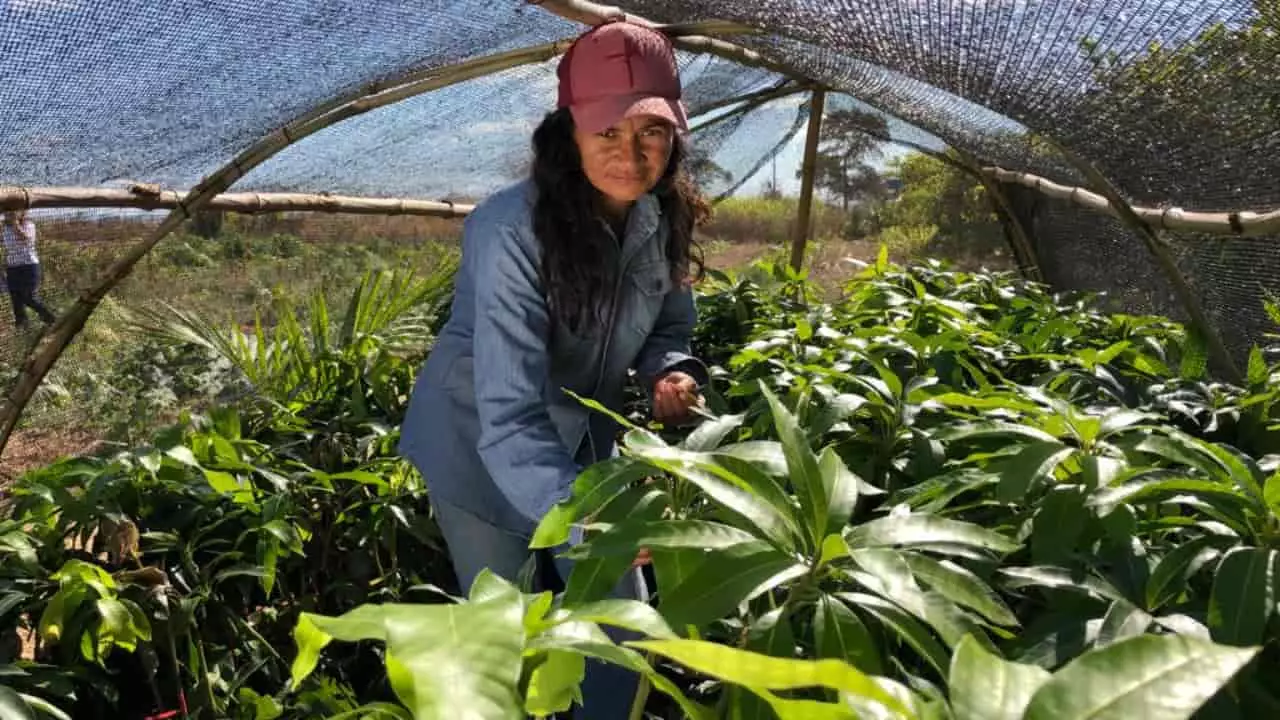 Agricultores do Vão do Paranã têm até o dia 27 de dezembro para se inscrever no projeto. 