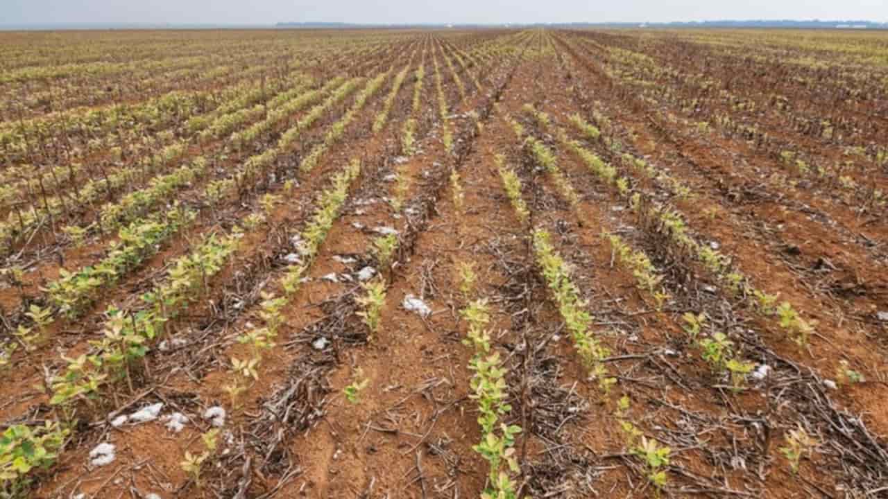 Agricultores goianos pediram extensão do prazo de plantio por conta da seca. 