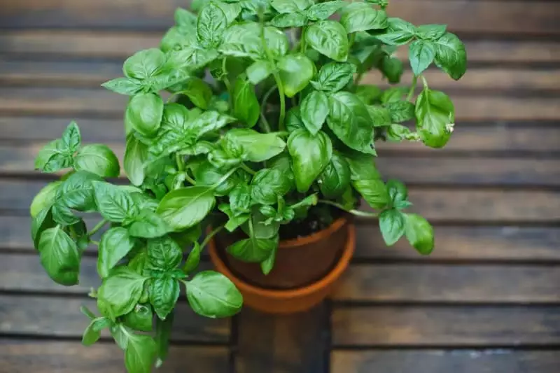 Veja como plantar alfavaca e os tipos de doença que o consumo da planta previne 3 Alfavaca