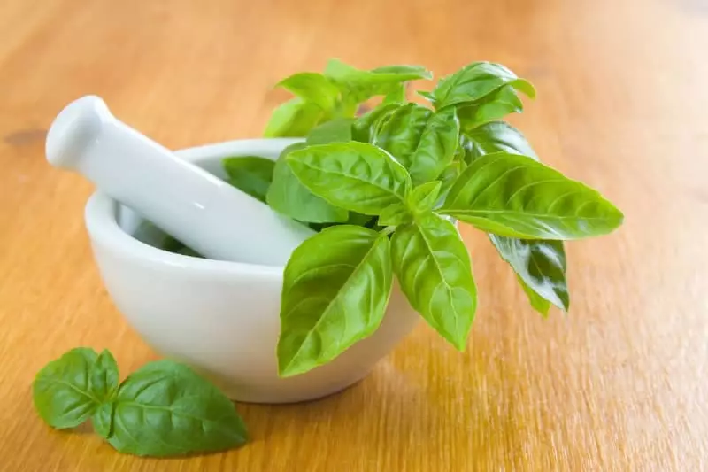 Veja como plantar alfavaca e os tipos de doença que o consumo da planta previne 2 Alfavaca