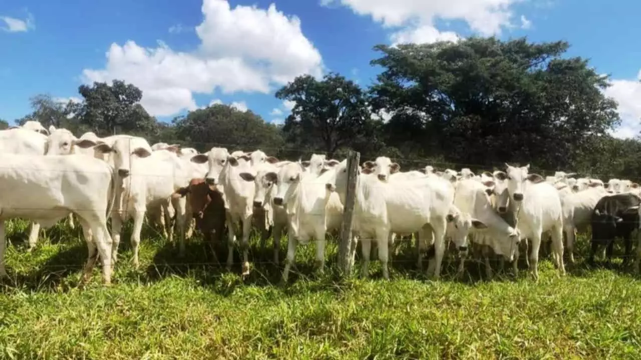 Vacinação contra febre aftosa é suspensa em mais 7 estados 2 Anúncio foi feito em fórum de vigilância.