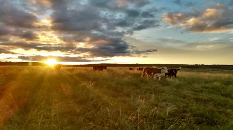 Bioma Pampa já perdeu 2,9 milhões de hectares de sua vegetação; diz estudo 3 Bioma-pampa
