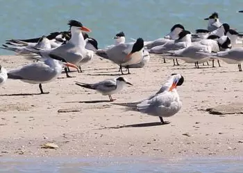 Campanha ensina não tocar e se aproximar de animais doentes nas praias.