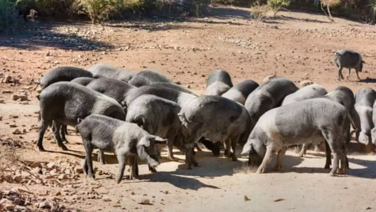 Animais da propriedade foram sacrificados. Foto: Divulgação