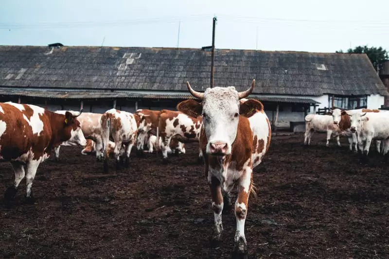 Exportações de produto animal